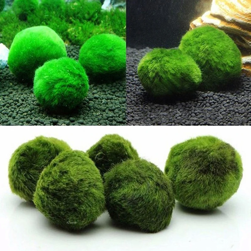 Aquarium Planted Tank Substrate - 1 Stück 3-4cm Moosbälle Lebende Aquarienpflanze