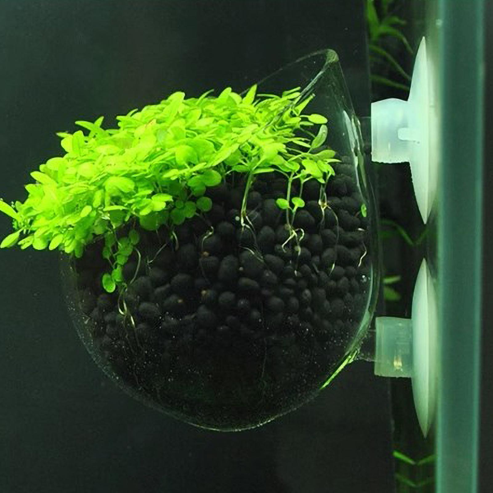 Aquarium Planted Tank Substrate - Aquarium-Pflanzenhalter Glas-Wasserpflanzentopf mit Saugnäpfen Lebende Pflanzen