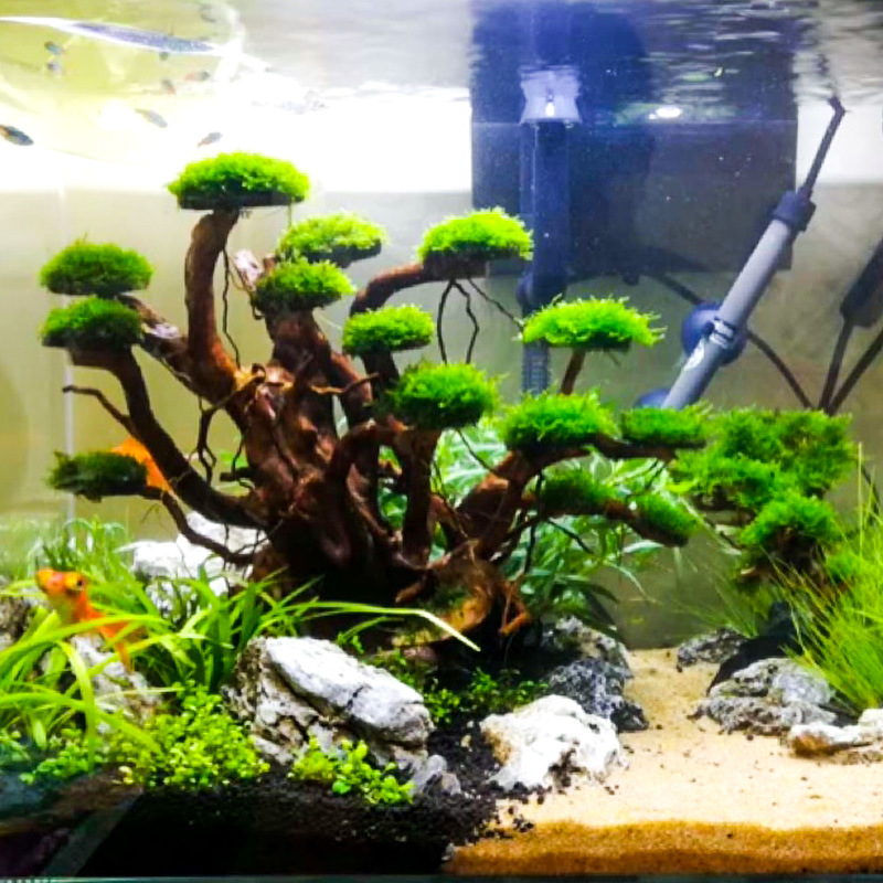 Planted Aquarium Media - Aquarium-Landschaftsgestaltung Moosbaum-Skelett Fertiges Treibholz Rhododendron-Wurzel-Ornament Aquascape-Dekoration