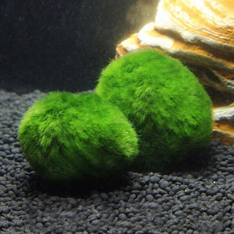 1 Stück 3-4cm Moosbälle Lebend – Aquarium Planted Tank Substrate Bewertung und Preis
