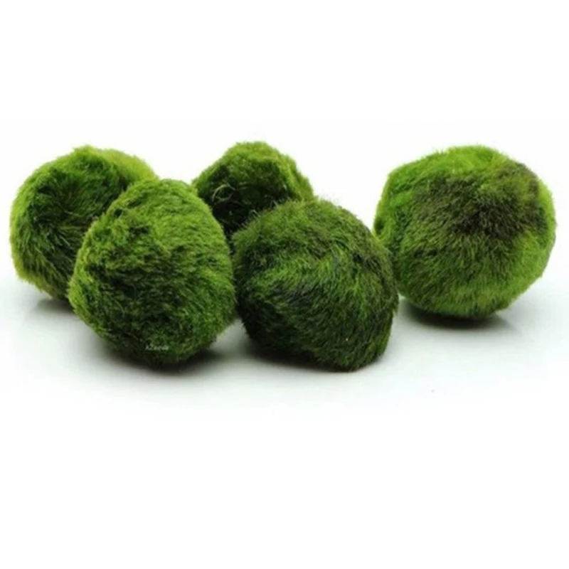 1 Stück 3-4cm Moosbälle Lebend – Aquarium Planted Tank Substrate Bewertung und Preis
