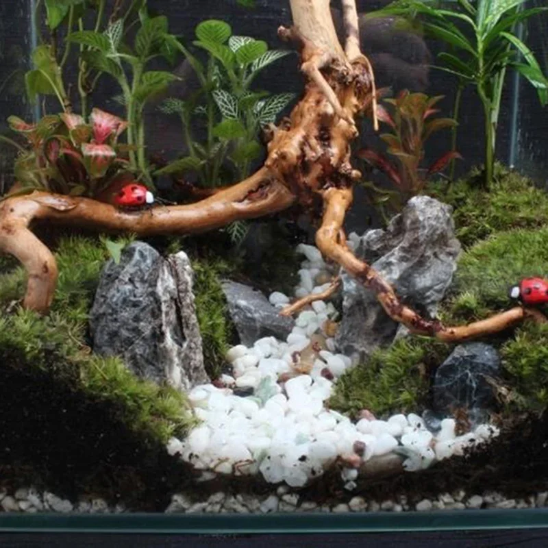 Natürlicher Baumstamm Treibhol – Planted Aquarium Media Bewertung und Preis
