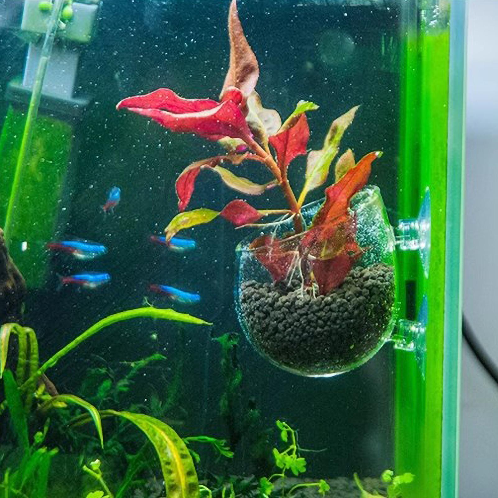 Aquarium-Pflanzenhalter Glas-W – Aquarium Planted Tank Substrate Bewertung und Preis