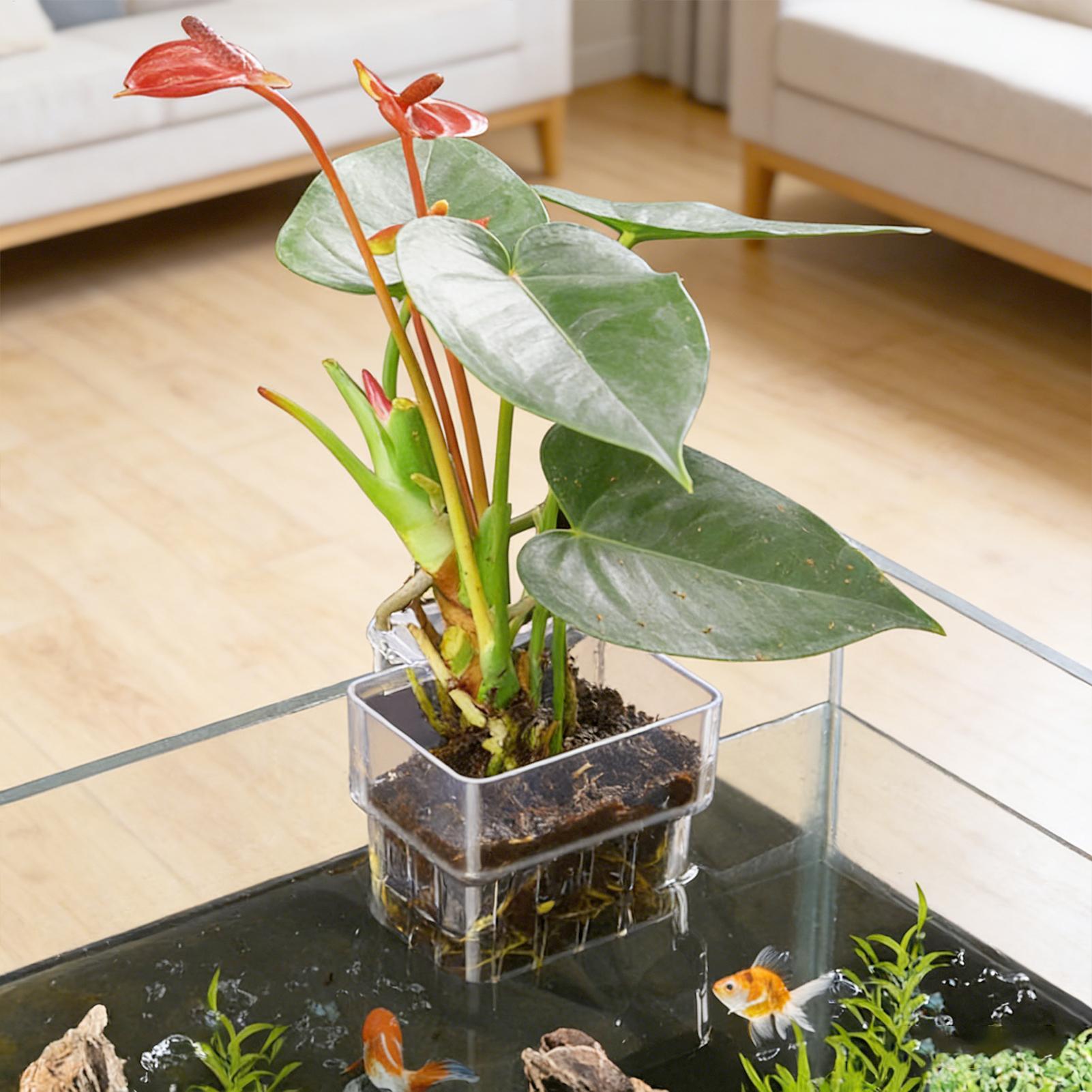 Aquarium-Pflanzenkorb Transpar – Aquarium Plant Design Bewertung und Preis