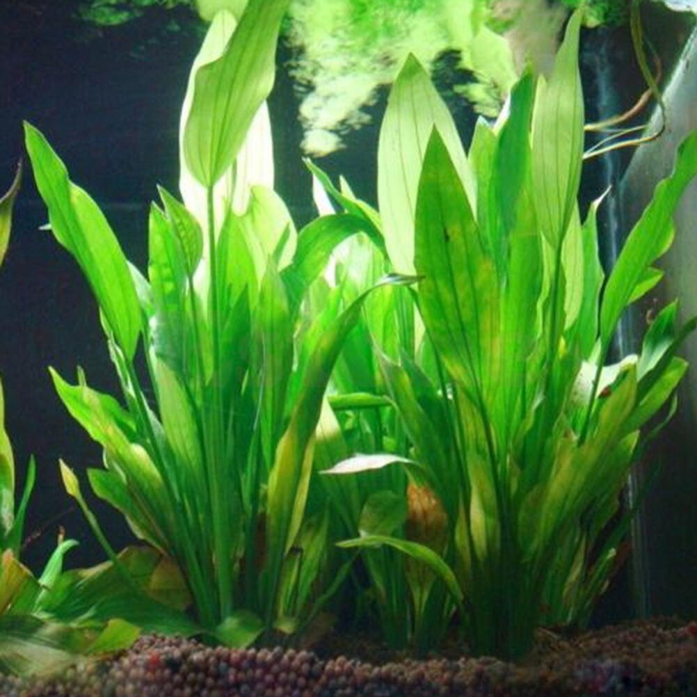 15cm künstliches Aquarium Deko – Aquarium Plant Design Bewertung und Preis