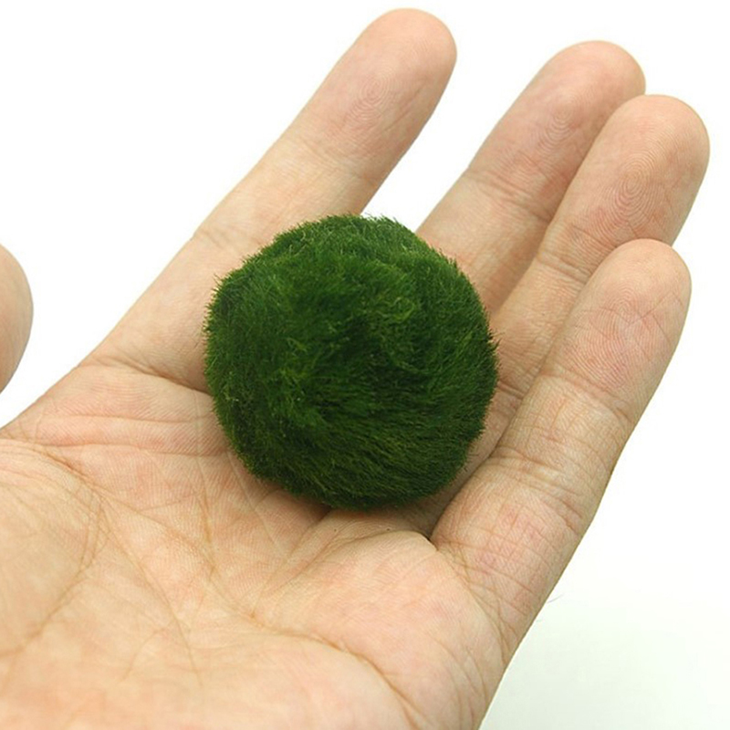Marimo Moos Kugeln Live Aquari – Aquarium Planted Tank Substrate Bewertung und Preis