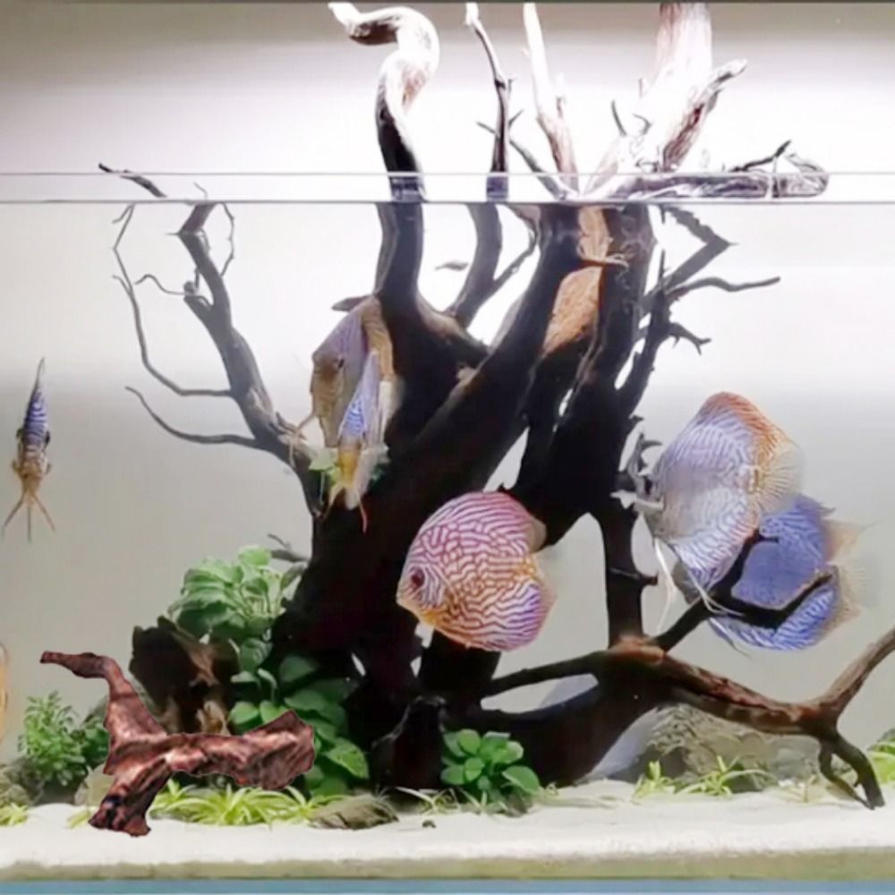 Kreative Unregelmäßige Form Ko – Planted Aquarium Media Bewertung und Preis